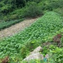 감말랭이, 건토란대, 찰옥수수알갱이(볶은 것도 있슴), 들깨, 서리맞은 모과(전품목 무농약임).+볏짚한줌씩 서비스 이미지