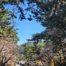 CU(진해로망스점) | [경남/창원]진해 벚꽃축제 실시간 벚꽃현황 진해군항제 아이와 볼거리 체험부스 진해날씨