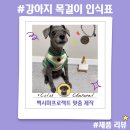 강아지목걸이인식표 맥시마프로젝트 맞춤 제작 후기