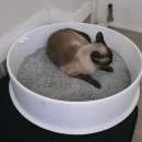 고양이 모래 | 두부혁명 미니입자 참숯 고양이 모래 후기