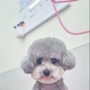 미미멍 이미지