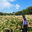애월동화펜션 | 제주도 한달살기 숙소 예약 애월 독채 숙소 제주 동쪽 송당 동화마을 수목원 여행 코스 추천