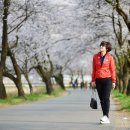 송광사&벚꽃길 이미지