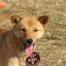 우리집막내 이미지