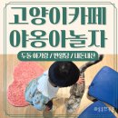 야옹아놀자 캣카페(동성로점) | 대구 아이랑 가볼만한곳 :: 야옹아놀자캣카페 동성로점 두돌 내돈내산 실내
