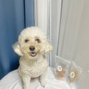 호두마루의 간식공장 | 대구애견간식 호두마루의 간식공장 애견수제간식 후기