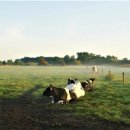 예전가축수정 이미지