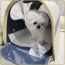 멍벤져스 이미지