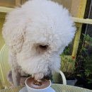 댕스베리 이미지