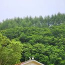 진부중학교 | 평창 가볼만한곳 힐링한 강원도 여행 오대산 월정사 전나무숲 대관령 삼양목장 밀브릿지 후기