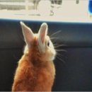 토깽이네 이미지