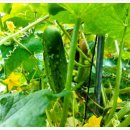 노동상리 | 오이... '당신을 사모합니다, 변화'