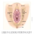 회음부에 뾰루지 났는데 항문 낭종은 아니겠지..? 이미지