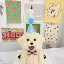코코베이커리 | 애견 수제케이크 간식 코코베이커리, 강아지 생일케이크 후기!