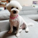 인생개컷 이미지