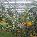 미래로농장 이미지