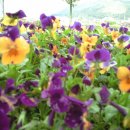 자미매운탕 이미지