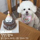 정성스럽개 이미지