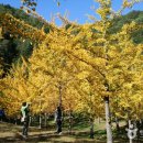 노란빛 일렁이는 비밀스런 가을 명소, 홍천 은행나무숲 이미지