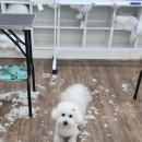 종로애견미용 이미지