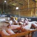 성우축사 이미지