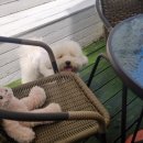 호텔 독스 이미지