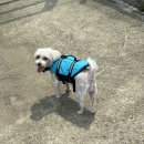 큐독 | 프리이빗한 강아지 실내 운동장, [필드포독]🐕🐩