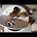 [매탈남] 집사가 만든 100%수동 두더지게임기.ytb 이미지