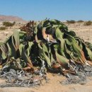 나미브(NAMIB) 이미지