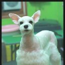 단비펫살롱 이미지