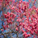 세븐일레븐 대구본리중앙점 | 대구 여행 갈만한곳 3월 꽃구경 대구 볼거리 남평문씨본리세거지 홍매화