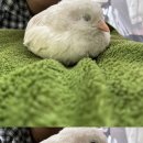 메리랑 메롱이네 이미지