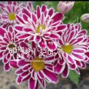 백합선물 이미지