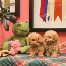 츄츄독 리미티드 이미지