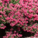 남하대야리 이미지