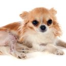 오뜨동물의료센터 이미지