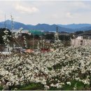 무릉도원 이미지