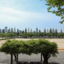 보강천 미루나무숲 | 충북의 겹벚꽃 명소 증평 가볼만한곳 보강천미루나무숲