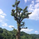 느티나무농장 이미지