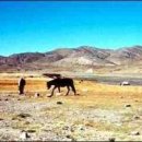 노벨라사 이미지