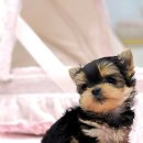 이쁜 강아지 이미지