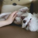 수완종합동물병원 네이버블로그