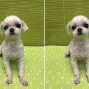 애플동물병원 이미지