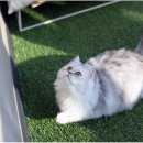 냥이의하루 카페.분양 이미지