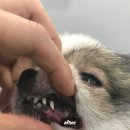 양이멍이 이미지