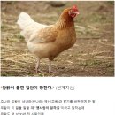 은나라 이미지