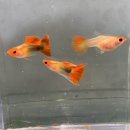 연이슈퍼 이미지