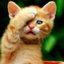 전설의짬뽕 이미지