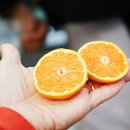 귤림추색 이미지