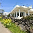 제주 서귀포 산방산 | 제주 서귀포 분위기 좋은 산방산뷰 브런치카페 위이 (wiee)
